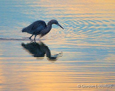 Looking For Breakfast_35795.jpg - Reddish Egret (Egretta rufescens)Photographed along the Gulf coast at the Magic Ridge Bird Sanctuary near Port Lavaca, Texas, USA. 